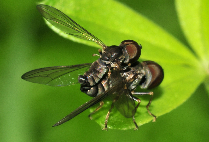 Pipunculidae ?